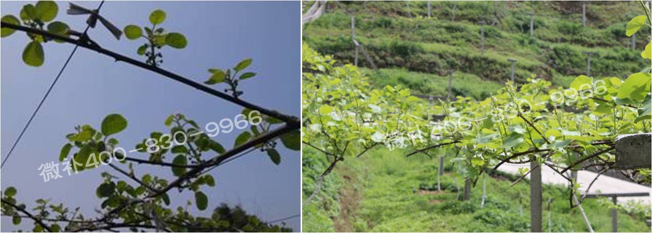 獼猴桃萌芽期如何施肥，才能促進(jìn)萌芽齊、萌芽壯？