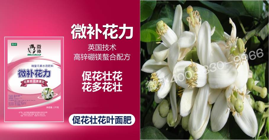 蜜柚促花壯花除了補(bǔ)磷還需要補(bǔ)硼鋅？