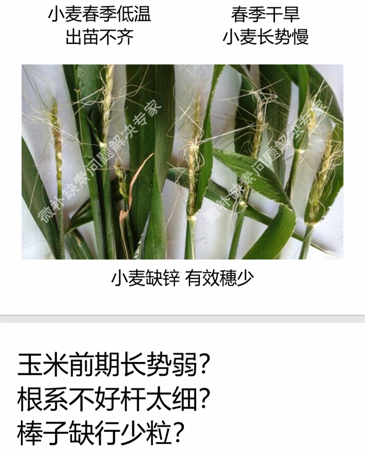 微補(bǔ)苗力750_副本7.jpg