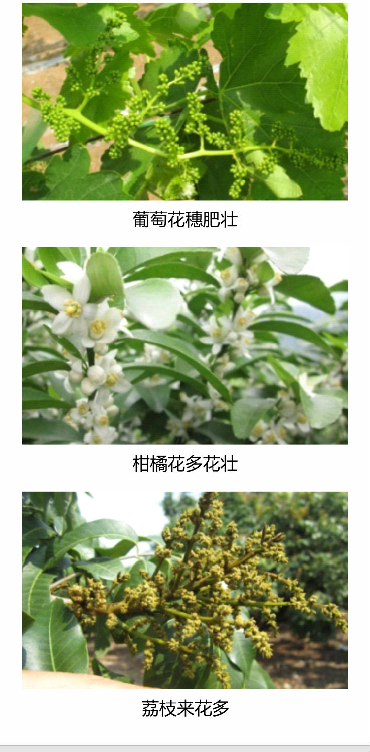 因迪樂有機(jī)促花素手機(jī)_04.jpg