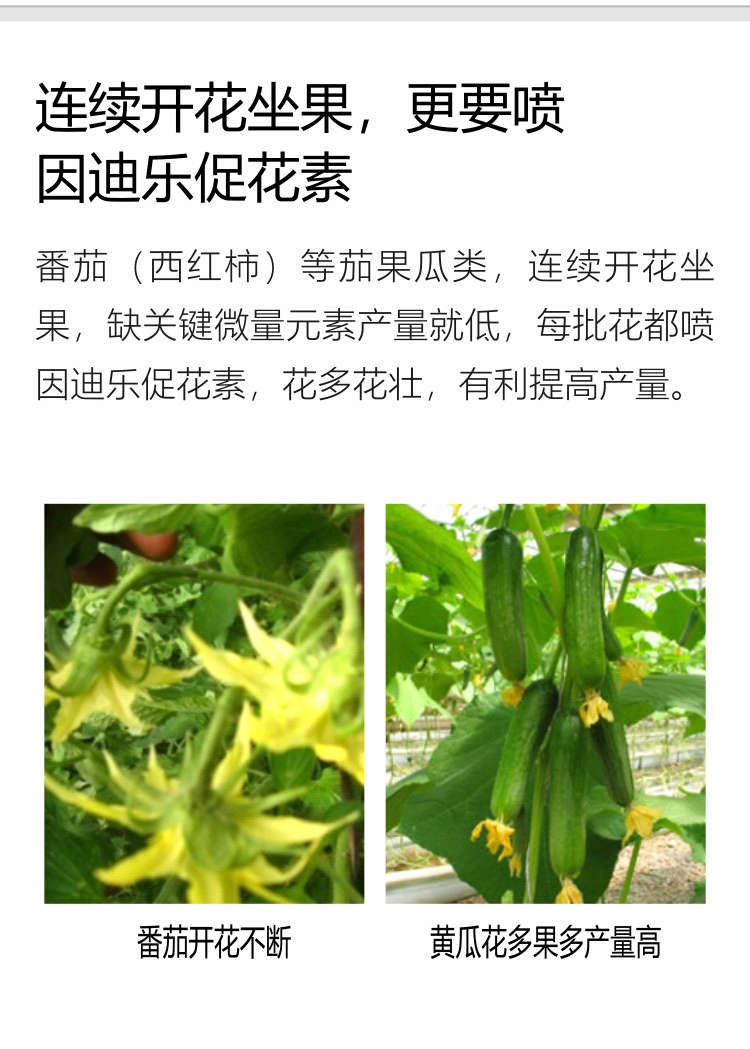 因迪樂有機(jī)促花素手機(jī)_06.jpg