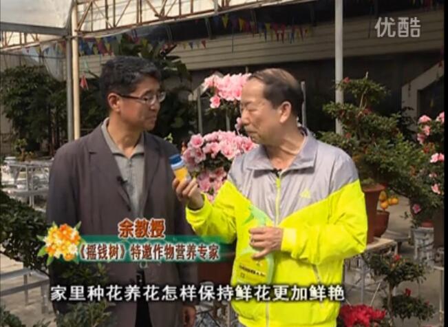 20160118珠江臺(tái)搖錢(qián)樹(shù)：家庭花卉用綠夫人600度鮮花營(yíng)養(yǎng)液，花開(kāi)鮮艷、花期長(zhǎng)