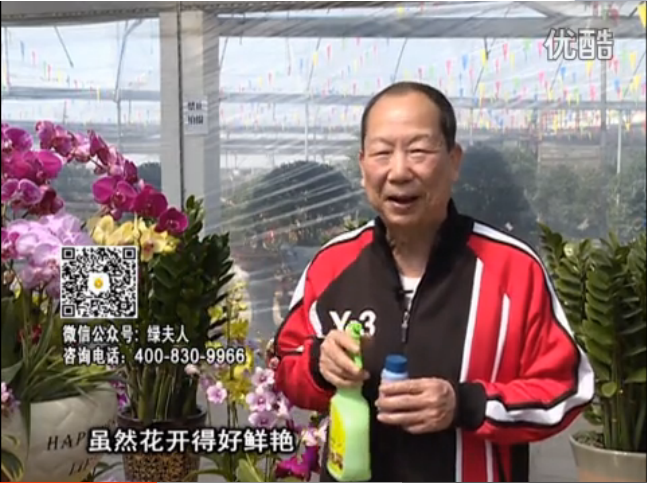 20160314珠江臺搖錢樹：家種鮮花、鮮切花，用綠夫人600度鮮花液?；ㄆG、花期長