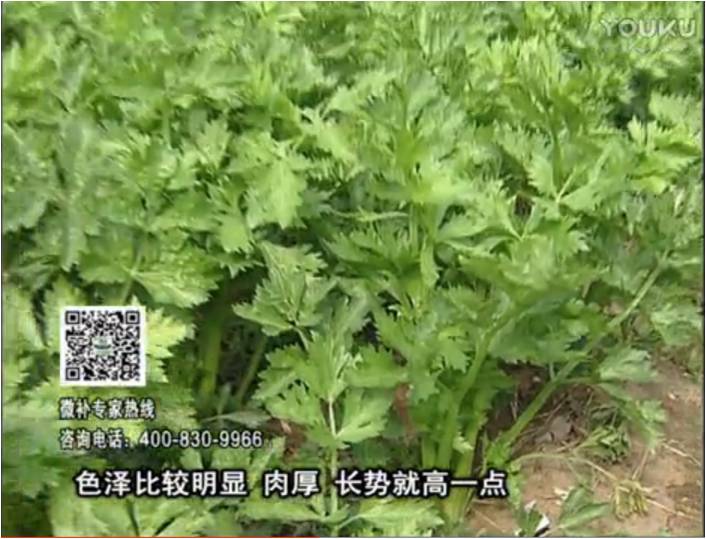 20170109珠江臺搖錢樹：葉菜如何種？長勢好又高產(chǎn)！