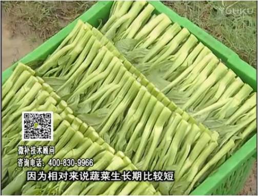 20170306珠江臺搖錢樹：蔬菜澆施微補根力鈣+精力，提高蔬菜長勢，減少病害，提高收益